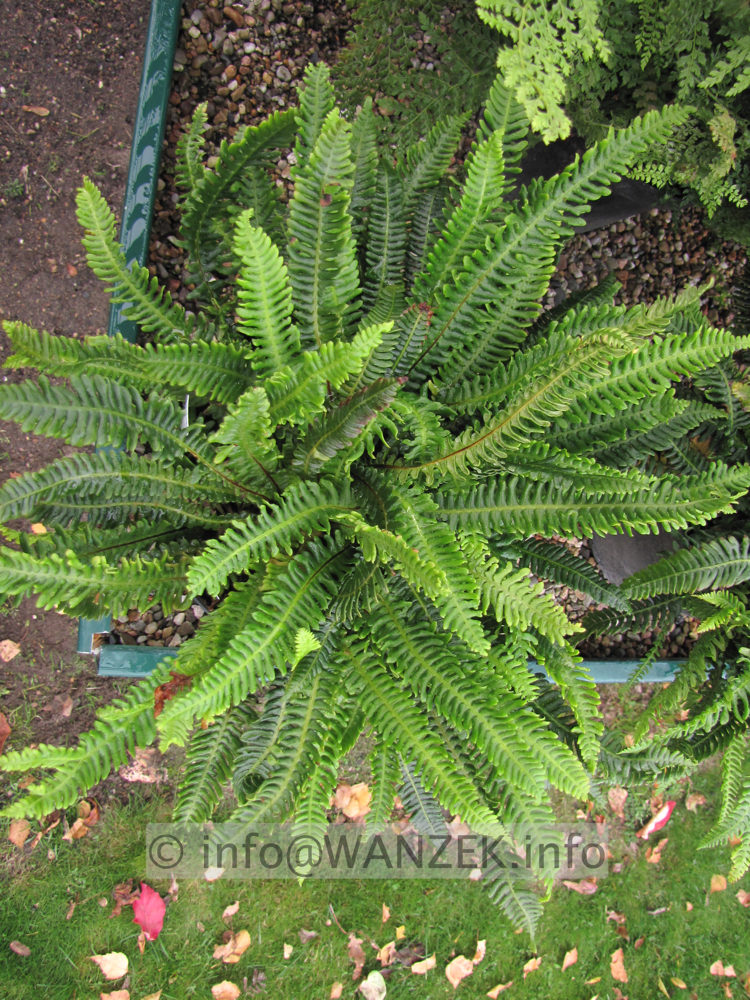 Polypodium vulgare 01.JPG